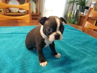 Blk/wht female, a female Boston Terrier for sale in Greenville, GA – Photo 1 of 10