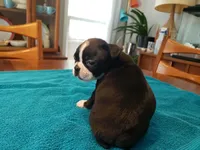 Blk/wht female, a female Boston Terrier for sale in Greenville, GA – Photo 9 of 10