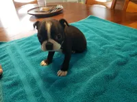 Blk/wht female, a female Boston Terrier for sale in Greenville, GA – Photo 3 of 10