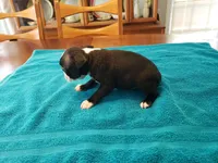 Blk/wht female, a female Boston Terrier for sale in Greenville, GA – Photo 7 of 10