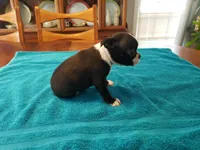 Blk/wht female, a female Boston Terrier for sale in Greenville, GA – Photo 2 of 10