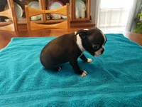 Blk/wht female, a female Boston Terrier for sale in Greenville, GA – Photo 8 of 10