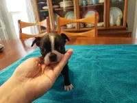 Blk/wht female, a female Boston Terrier for sale in Greenville, GA – Photo 5 of 10