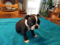 Blk/wht female, a female Boston Terrier for sale in Greenville, GA – Photo 6 of 10