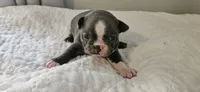 Blue female 1, a female Boston Terrier for sale in Greenville, GA – 5 of 10