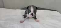 Blue female , a female Boston Terrier for sale in Greenville, GA – 2 of 10