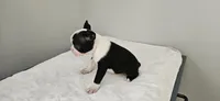 Blk/wht female 1, a female Boston Terrier for sale in Greenville, GA – 8 of 10