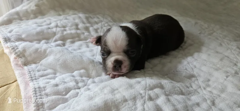 Cho female  – Boston Terrier puppy for sale in Greenville, GA