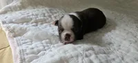 Cho female , a female Boston Terrier for sale in Greenville, GA – 1 of 10