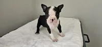 Blk/wht female 1, a female Boston Terrier for sale in Greenville, GA – 2 of 10