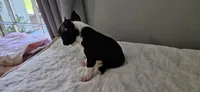 Blk/wht male 2, a male Boston Terrier for sale in Greenville, GA – 9 of 10