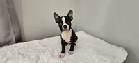 Blk/wht male 1, a male Boston Terrier for sale in Greenville, GA – 4 of 10