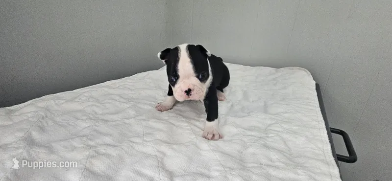 Blk/wht male 4 – Boston Terrier puppy for sale in Greenville, GA