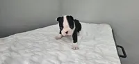 Blk/wht male 4, a male Boston Terrier for sale in Greenville, GA – 1 of 10