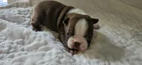 Cho male 2, a male Boston Terrier for sale in Greenville, GA – 2 of 10