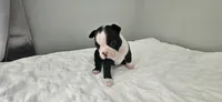 Blk/wht female 1, a female Boston Terrier for sale in Greenville, GA – 9 of 10