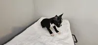 Blk/wht male 1, a male Boston Terrier for sale in Greenville, GA – 8 of 10