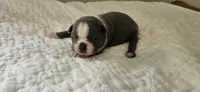 Blue female 2, a female Boston Terrier for sale in Greenville, GA – 7 of 10