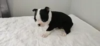 Blk/wht male 1, a male Boston Terrier for sale in Greenville, GA – 8 of 10