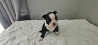 Blk/wht female 1, a female Boston Terrier for sale in Greenville, GA – 3 of 10