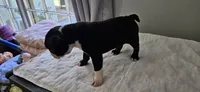 Blk/wht male 4, a male Boston Terrier for sale in Greenville, GA – 9 of 10