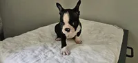 Blk/wht male 2, a male Boston Terrier for sale in Greenville, GA – 7 of 10