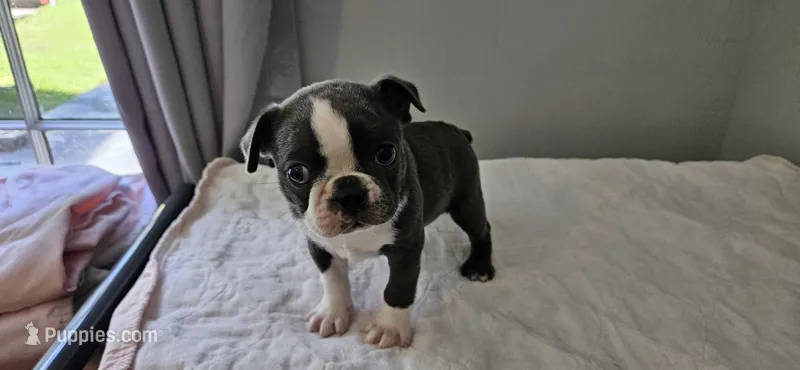 Blue female  – Boston Terrier puppy on hold in Greenville, GA