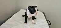 Blk/wht male 4, a male Boston Terrier for sale in Greenville, GA – 6 of 10