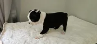 Blk/wht male 1, a male Boston Terrier for sale in Greenville, GA – 7 of 10
