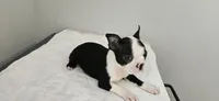 Blk/wht female , a female Boston Terrier for sale in Greenville, GA – 5 of 10