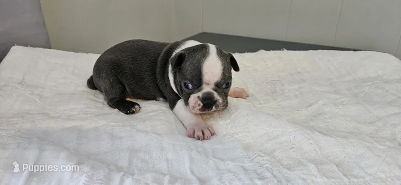 Blue male – Boston Terrier puppy for sale in Greenville, GA