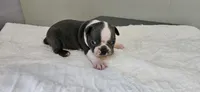 Blue male, a male Boston Terrier for sale in Greenville, GA – 1 of 10