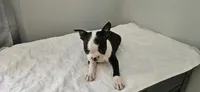 Blk/wht female , a female Boston Terrier for sale in Greenville, GA – 6 of 10