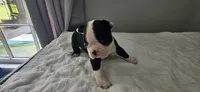 Blk/wht male 4, a male Boston Terrier for sale in Greenville, GA – 2 of 10
