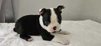 Blk/wht male 1, a male Boston Terrier for sale in Greenville, GA – 4 of 10