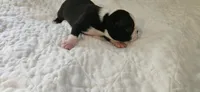 Blk/wht female , a female Boston Terrier for sale in Greenville, GA – 8 of 10
