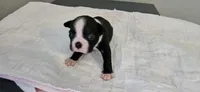Blk/wht male 3, a male Boston Terrier for sale in Greenville, GA – 3 of 10