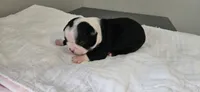 Blk/wht female 2, a female Boston Terrier for sale in Greenville, GA – 6 of 10