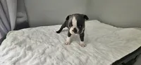 Blue female , a female Boston Terrier for sale in Greenville, GA – 2 of 10