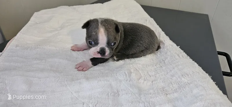 Blue female  – Boston Terrier puppy for sale in Greenville, GA