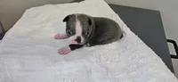 Blue female , a female Boston Terrier for sale in Greenville, GA – 1 of 10
