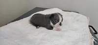 Blue female , a female Boston Terrier for sale in Greenville, GA – 5 of 10