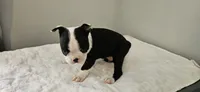 Blk/wht male 1, a male Boston Terrier for sale in Greenville, GA – 2 of 10