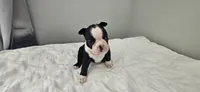 Blk/wht female 1, a female Boston Terrier for sale in Greenville, GA – 10 of 10