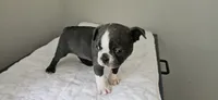 Blue female , a female Boston Terrier for sale in Greenville, GA – 5 of 10