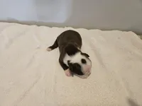 Cho female 4, a female Boston Terrier for sale in Greenville, GA – Photo 8 of 9