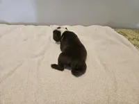 Cho female 4, a female Boston Terrier for sale in Greenville, GA – Photo 3 of 9