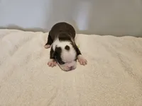 Cho female 4, a female Boston Terrier for sale in Greenville, GA – Photo 4 of 9