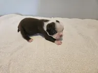 Cho female 4, a female Boston Terrier for sale in Greenville, GA – Photo 6 of 9