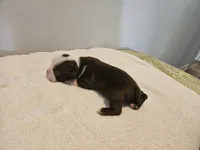 Cho female 4, a female Boston Terrier for sale in Greenville, GA – Photo 9 of 9